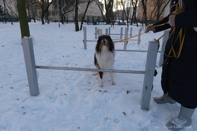 Psi park przy al. Jana Pawła II nie powstanie w tym roku