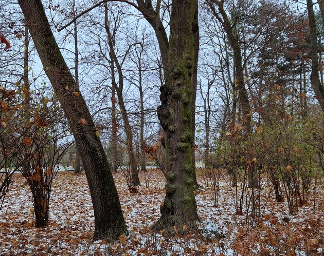 W Białymstoku popada lekki śnieg