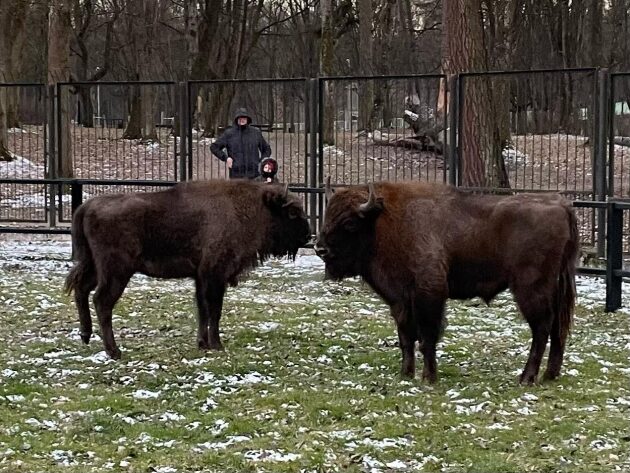 Dwa młode żubry pojawiły się w Akcent ZOO