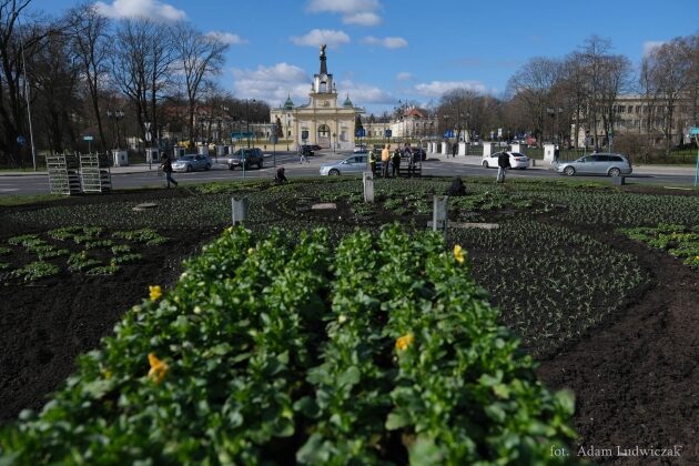 Tysiące bratków pojawi się w Białymstoku. Rozpoczęto nasadzenia wiosennych kwiatów