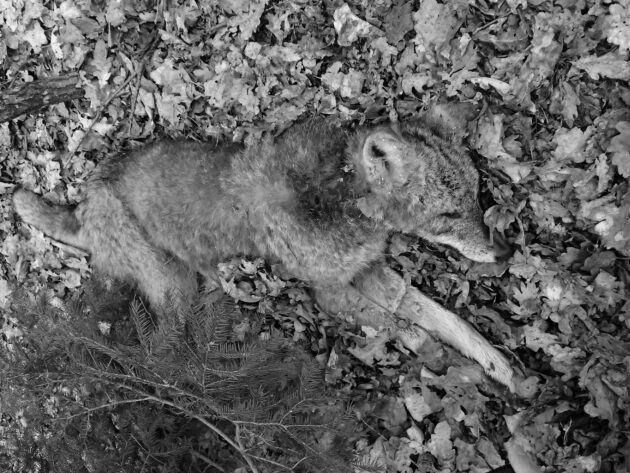 Nieopodal Puszczy Białowieskiej zastrzelono 2 wilki