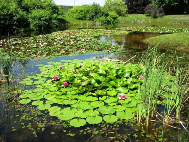 Arboretum w Kopnej Górze już otwarte