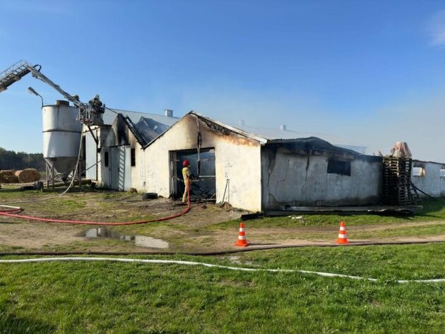 Pożar dwóch kurników. W środku było 17 tys. malutkich kurcząt