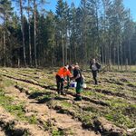 Leśnicy sadzą drzewa. Nasadzenia obejmą aż 4 tys. ha