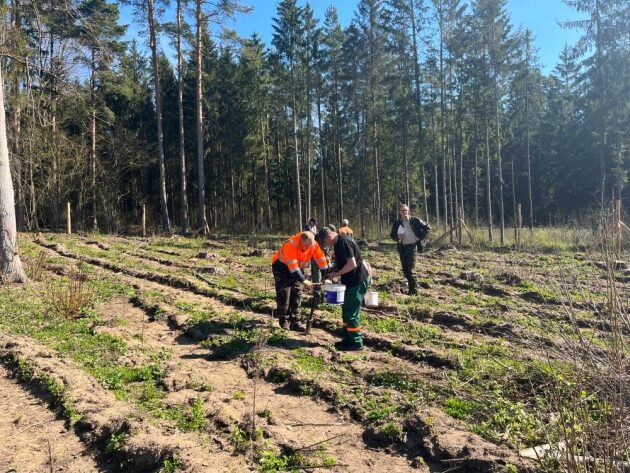 Leśnicy sadzą drzewa. Nasadzenia obejmą aż 4 tys. ha