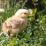 Ptasia grypa atakuje w Podlaskiem. Zagrożone są gospodarstwa