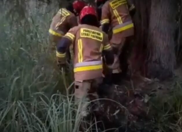 Akcja ratownicza w rezerwacie. Syryjczyk utknął na bagnach [WIDEO]