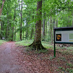 O terapii lasem. Pojawiły się nowe tablice w lesie Antoniukowskim