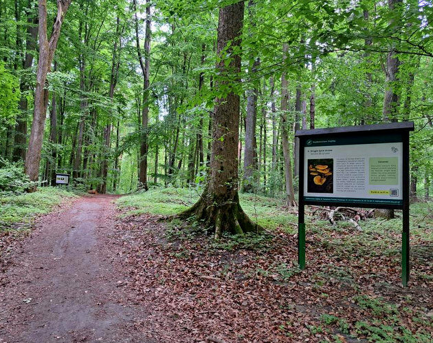 O terapii lasem. Pojawiły się nowe tablice w lesie Antoniukowskim