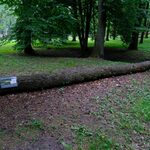 "Drugie życie drzew". Przed nami III piknik edukacyjny