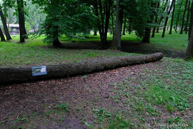 "Drugie życie drzew". Przed nami III piknik edukacyjny