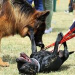 Piknik dla miłośników psów. "Szczeniakowo" już w sobotę