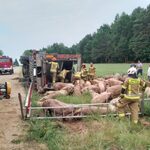 Wypadek ciężarówki ze świniami - 70 sztuk ocalało