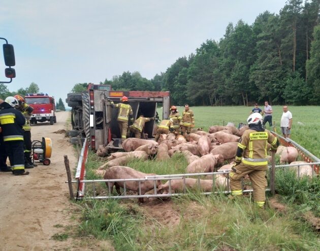 Wypadek ciężarówki ze świniami - 70 sztuk ocalało