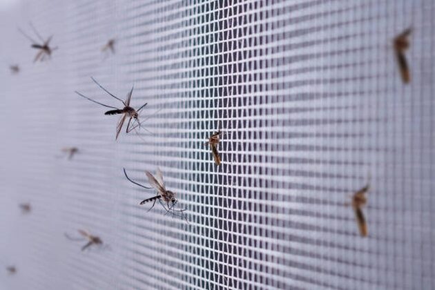Ochrona przed owadami. Jakie moskitiery wybrać?