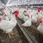 Nowe ognisko pomoru drobiu. Zagrożony jest Białystok i okoliczne powiaty