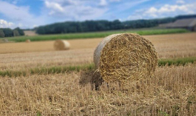 Jak prezentuje się pogoda w piątek i w weekend? Zapowiada się słonecznie