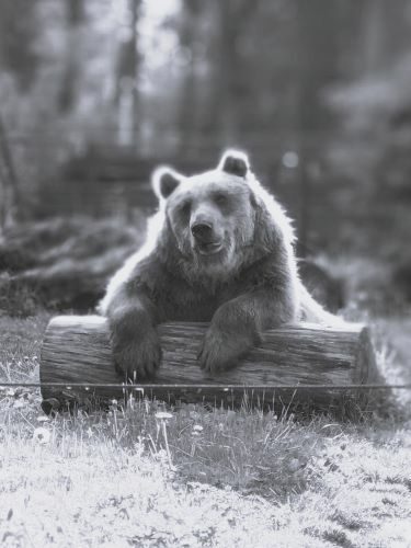 Smutek i żal w białostockim Akcent ZOO. Nie żyje Grześ 