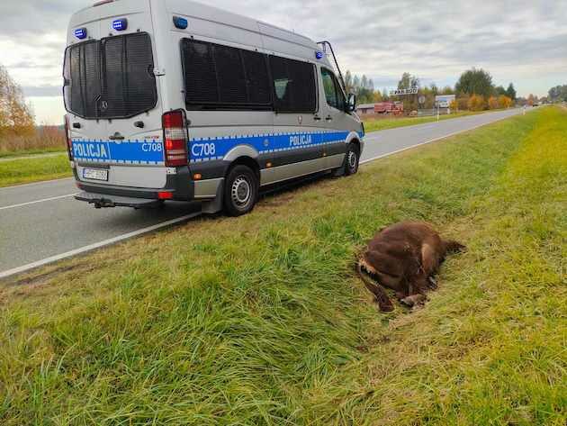 Samochód zderzył się z żubrem. Zwierzę straciło życie