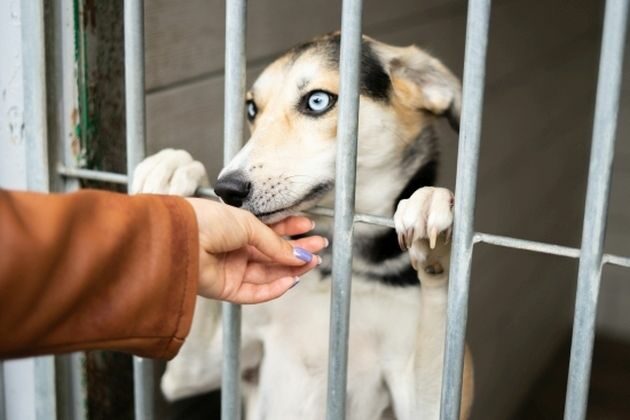 Psiaki do adopcji w regionie. To im możesz stworzyć kochający dom [ZDJĘCIA]