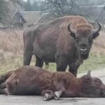 Wojskowa ciężarówka potrąciła żubra. "Zabawa w wojnę staje się groźna" [AKTUALIZACJA]