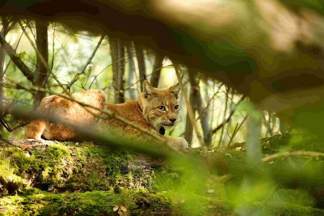 Białostoccy biolodzy przeprowadzą badania genetyczne rysi. Będą kosztować ponad pół mln zł