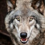 Gmina alarmuje - wilki coraz częściej widziane na osiedlach. Trzeba to zgłaszać!