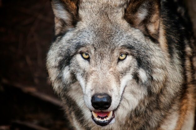 Gmina alarmuje - wilki coraz częściej widziane na osiedlach. Trzeba to zgłaszać!