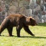 Tęsknicie za Grzesiem i Jolą? Do białostockiego Akcent ZOO trafiły dwa nowe niedźwiedzie