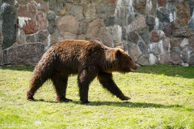 Tęsknicie za Grzesiem i Jolą? Do białostockiego Akcent ZOO trafiły dwa nowe niedźwiedzie