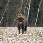 Kolejna taka tragedia na drodze. Wojskowy pojazd potrącił żubra