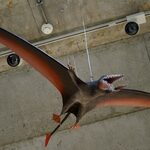 Jurajski pterozaur w Uniwersyteckim Centrum Przyrodniczym. Już można go oglądać
