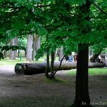 Nadchodzi Rodzinny Piknik Ekologiczny. W programie mnóstwo eko-atrakcji