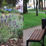 W Białymstoku powstał kolejny park kieszonkowy.  Z lawendą i lekkim bałaganem w tle