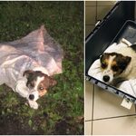 Bestialski czyn na Podlasiu. Porzucono psa w worku przy drodze. Trwa poszukiwanie sprawcy