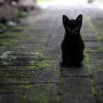 Zastrzelił 4-miesięcznego kota sąsiadki. Dostał wyrok w zawieszeniu 