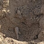 Niewybuch w Grajewie. Saperzy zabezpieczyli granat moździerzowy znaleziony na posesji