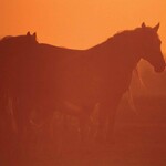 Ruszył ogólnopolski konkurs fotograficzny inspirowany twórczością Wiktora Wołkowa