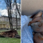 Przy Pałacu Branickich runęło drzewo. Wiewiórki straciły dom