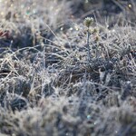 Przymrozki w Podlaskiem. IMGW ostrzega