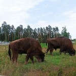 Marzysz o Wielkanocy w Puszczy Białowieskiej? Sprawdź atrakcje parku i oferty hotelowe