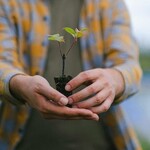 Krwiodawcy otrzymają sadzonki. To kolejna edycja popularnej akcji