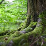 Zaczęło się od katastrofy. Dziś to największe ekologiczne święto na świecie