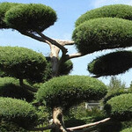 Egzotyczny akcent w ogrodzie? Bonsai i topiary prosto z Białegostoku