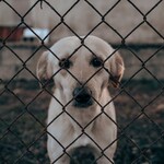 Radny apeluje o całodobową pomoc weterynaryjną. Miasto odpowiada