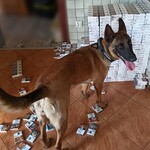 Hiena nie dał się oszukać. Owczarek udaremnił przemyt papierosów za ponad 100 tys. zł.