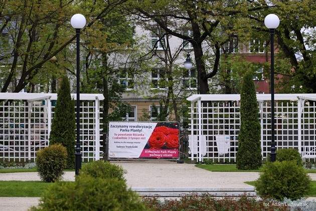 Różanka na Plantach znów zachwyca! Posadzono prawie 3000 róż
