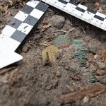 Skarb w Puszczy Knyszyńskiej. To odkrycie może zmienić historię Podlasia