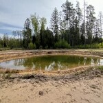 Nie tylko jeziora. Augustów zaprasza do leśnych oaz życia