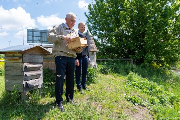 Białostockie pszczoły produkują coraz więcej miodu. Rozpoczęło się miejskie miodobranie